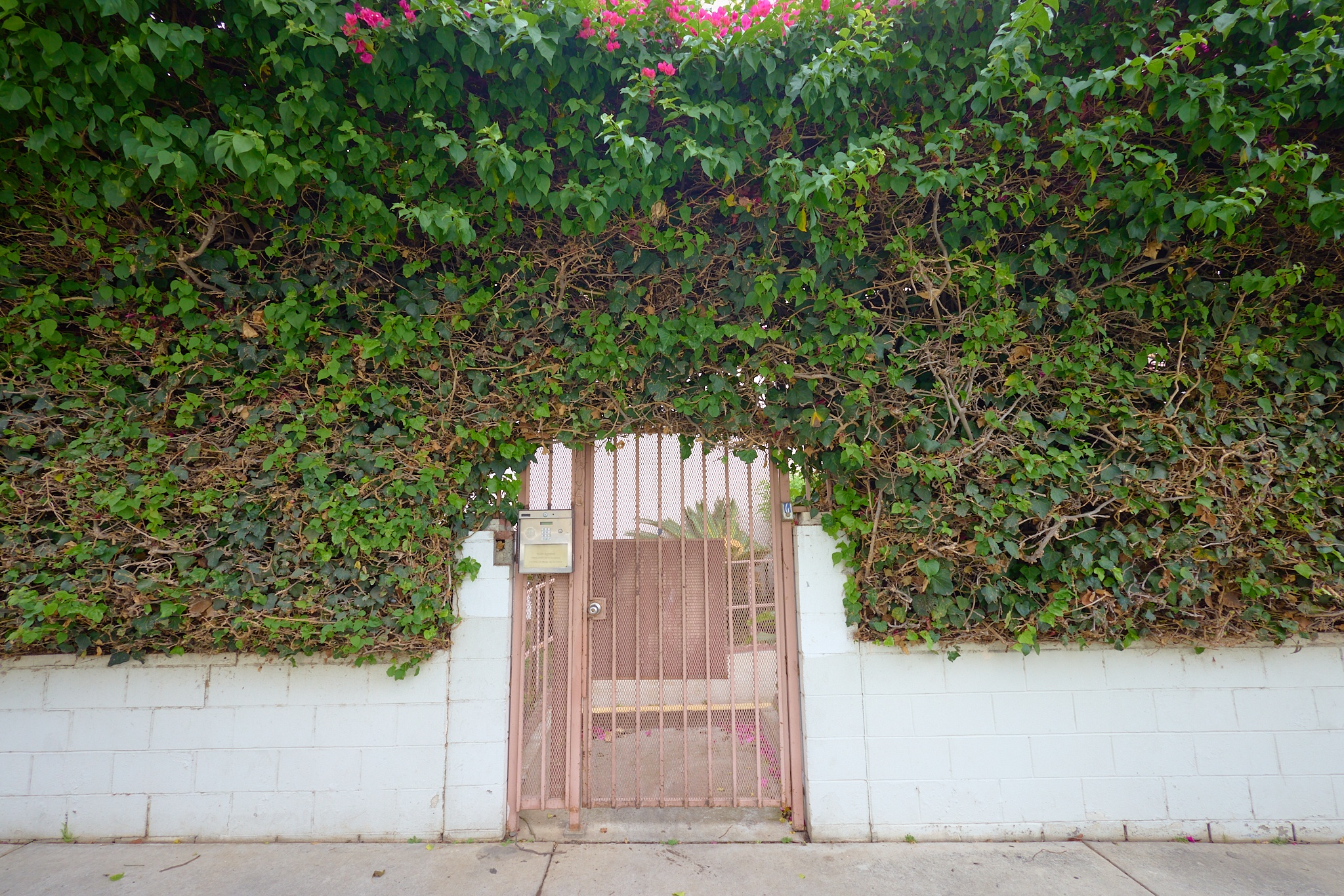 A gate is covered by green vines.